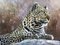 Pip McGarry, Leopard, 2011, Pintura, Enmarcado, Imagen 2