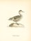 John Gould, Anas (Dafila) Acuta, Impression 1