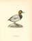 John Gould, Nyroca Ferina, 1800, stampa, Immagine 1