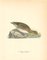 John Gould, Anas Penelope, 1800er, Druck 1