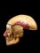 Taglio anatomico di teschio umano in cartapesta del Dr. Auzoux, Immagine 7