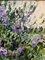 Georgij Moroz, Wild Lilac Flowers, 2002, Oil 1
