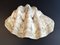 Vintage Resin Giant Shell, Image 1