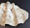 Vintage Resin Giant Shell, Image 3