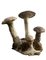 Vintage Belgian Stone Garden Mushroom Ornament, 1950s 1