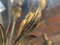 Five-Arm Wheat Ear Chandelier, Image 12