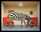 Matthias Clamer, Zebra in Living Room Smelling Rug, Side View, Photographic Print, 2022 1