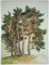Themistokles von Eckenbrecher, Norwegian Pine Grove, 1901, Acquarello, Immagine 1