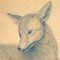 Carl Friedrich Deiker, Watchful Fox, 1854, Crayon sur Papier 2