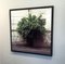 Felipe Varanda, Tree, 21st Century, Limited Edition Photograph 2