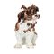 Figurine Lapdog en Porcelaine de Meissen 2