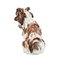 Statuetta cagnolino in porcellana di Meissen, Immagine 5
