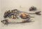 Manfred K. Schwitteck, Nature morte avec arêtes de poisson et bouchons de champagne, 1992, aquarelle et crayon, encadré 3