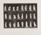 Eadweard Muybridge, Animal Locomotion: Plate 299, 1887, Collotipia, Immagine 1