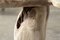 English Bleached Teak Root Side Table, Image 14