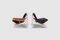 FM50 Lounge Chairs by Cornelis Zitman for UMS Pastoe, 1964, Set of 2, Image 6