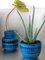 Rimini Blue Cachepot from Bitossi, 1960s, Image 6