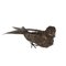 Uccello in argento 925 di Nava e Nencini, Immagine 1
