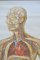 Tableau Mural Anatomique de Circulation Sanguine de German Health Museum Cologne, 1952 3