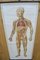 Blood Circulation Anatomic Wall Chart from German Health Museum Cologne, 1952, Image 2