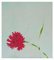 Overblown Flower, 2000er, Acryl auf Leinwand 1