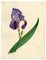 Circle of James Holland, Purple Iris Flower, 19th Century, Watercolour 1