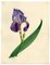 Circle of James Holland, Purple Iris Flower, 19th Century, Watercolour, Image 1