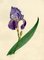 Circle of James Holland, Purple Iris Flower, 19th Century, Watercolour 2