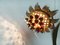 Mid-Century Italian Metal Sunflower Wall Lamp, 1960s, Image 8