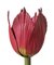 Modèle Botanique Tulip Generiana par Robert Brendels, Allemagne, 1900s 3