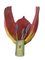 Botanical Model Tulip Generiana by Robert Brendels, Germany, 1900s 9