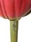 Botanical Model Tulip Generiana by Robert Brendels, Germany, 1900s, Image 5