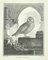 Jacques Menil, Le Scops or Petit Duke, Etching by Jacques Menil, 1771, 1800s, Etching 1