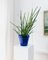 Vintage Italian Flowerpot in Blue Glass, 1970s 2