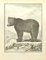 Pierre Charles Baquoy, L'Ours Brun, Etching, 1771 1