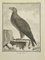 C. Lucas, Le Grand Aigle, Etching, 1771 1