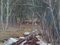 Stanislav Kreics, En el bosque, óleo sobre cartón, Imagen 1