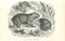 Paul Gervais, Phascolome Wombat, Litografía, 1854, Imagen 1