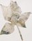 Jannis Kounellis, Rose, Mixed Media, 1963 2