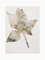 Jannis Kounellis, Rose, Mixed Media, 1963 1