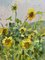 Georgij Moroz, Summer Sunflower in Ukraine, Oil Painting, 2004, Image 5