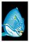 Patrick Chevailler, 543 Bicolorparrotfish, 2020, Digital Print on Canvas 1