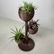 Rattan Plant Stand, 1970s, Image 11