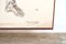 Schede da parete anatomiche pieghevoli, anni '20, set di 2, Immagine 8