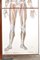 Human Foldable Anatomical Wall Charts, 1920s, Set of 2 7