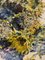 Georgij Moroz, Sunflower on the Table, Oil Painting, 1990s 3