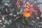 Alvaro Danti, Ramo de flores, años 60, óleo sobre tabla, enmarcado, Imagen 12
