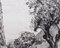 Pierre Dionisi, L'olivo dietro il muro di pietra, anni '30, inchiostro su carta, con cornice, Immagine 6