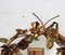 Specchio da parete vintage in metallo dorato, Spagna, anni '70, Immagine 7