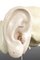 Modelo anatómico de escayola de oído humano, años 60, Imagen 2
